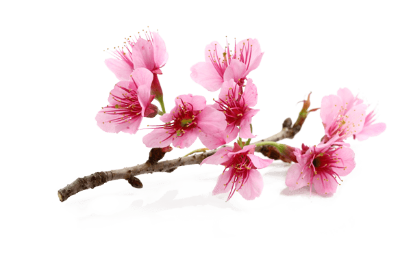 blume